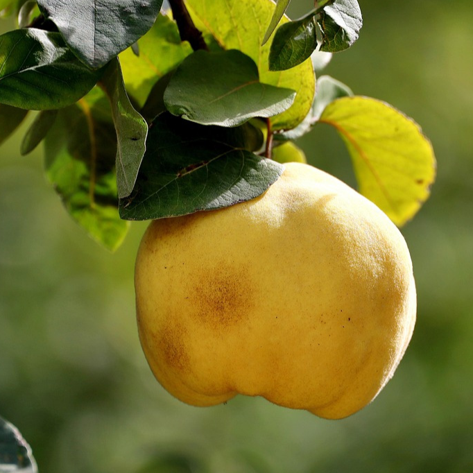 Sorbet plein Coing aux épices