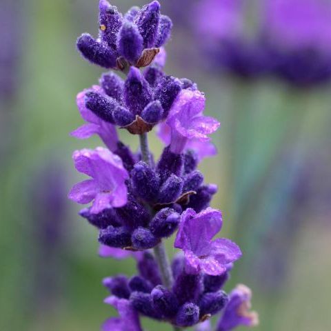 Fleurs - Lavande officinale