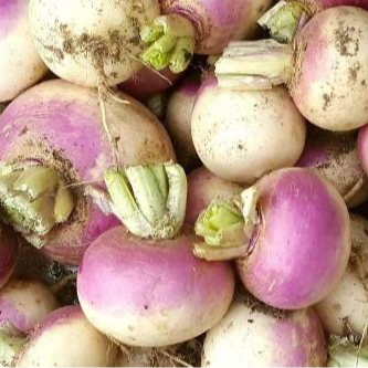 Navet violet nouveaux