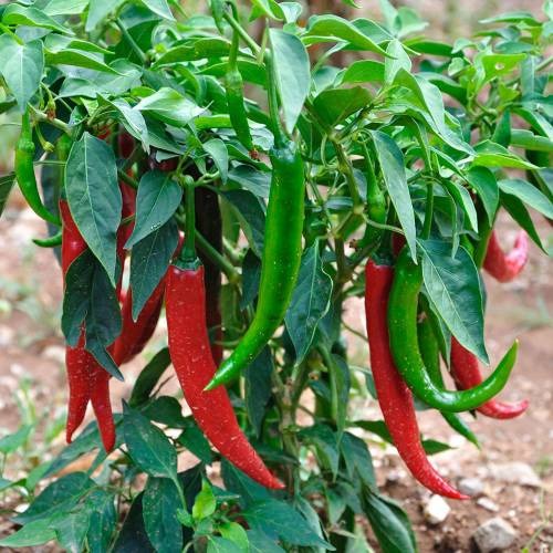de cayenne