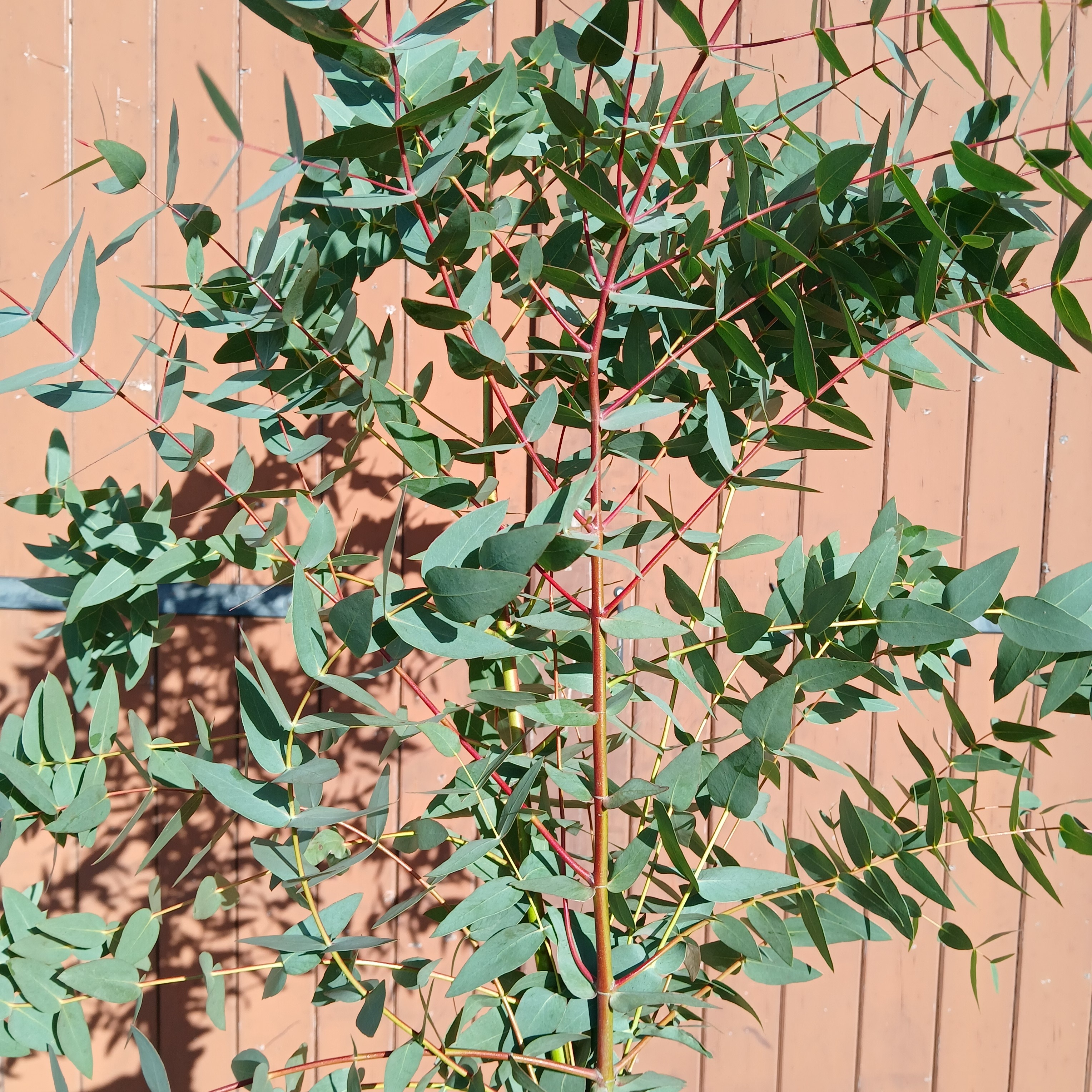 Eucalyptus parvifolia 'small leaves'