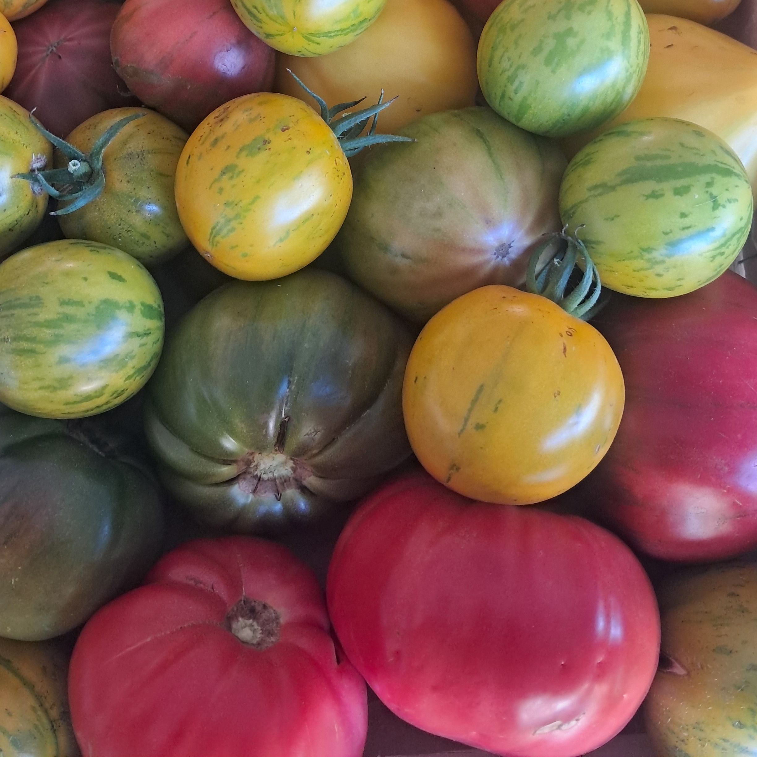 Tomates: anciennes - 1kg