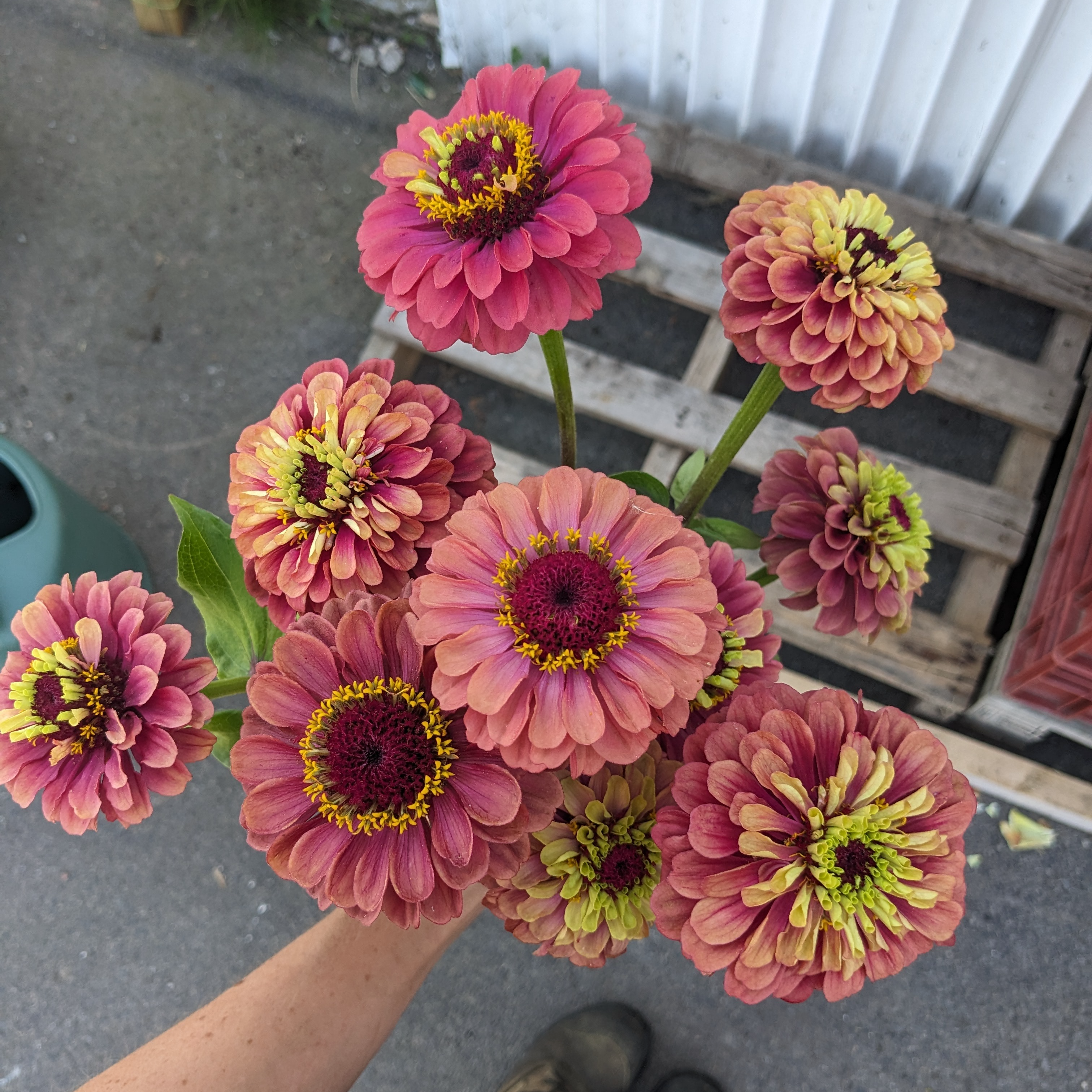 Botte de zinnias