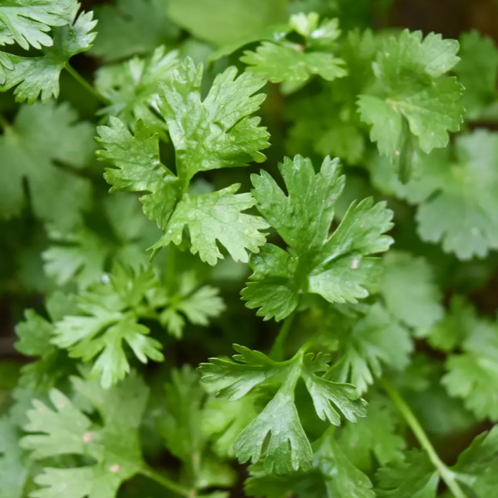 Coriandre botte