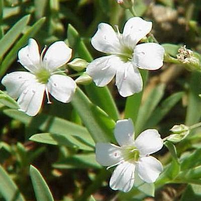 Gypsophile rampante / Gypsophila repens