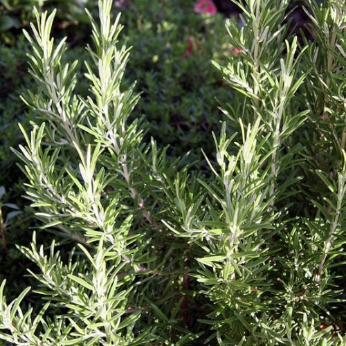 ROMARIN BARBECUE Bio