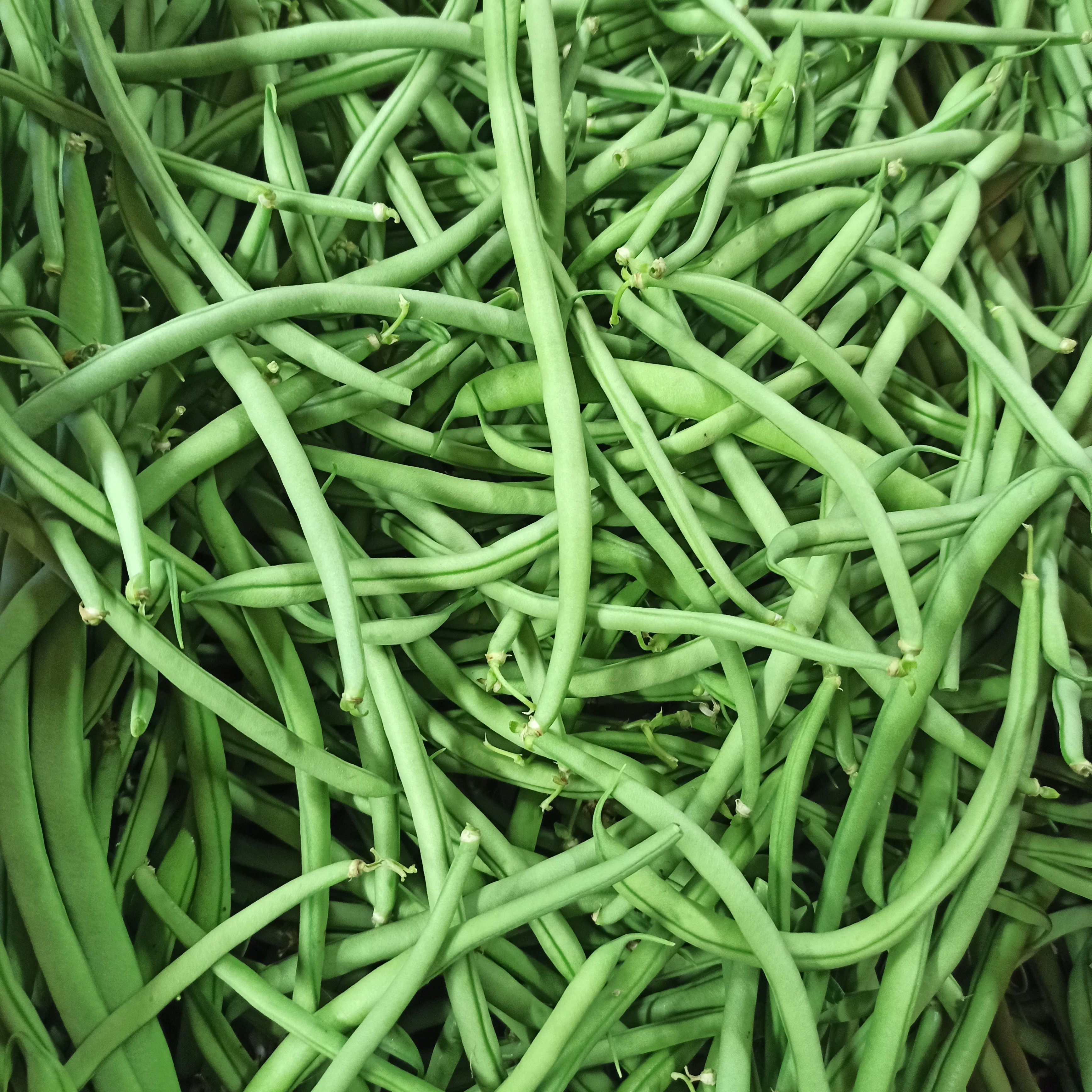 Haricots Vert