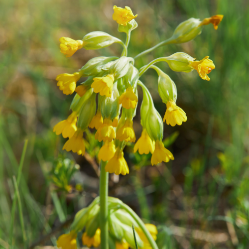 PRIMEVÈRE OFFICINALE Bio