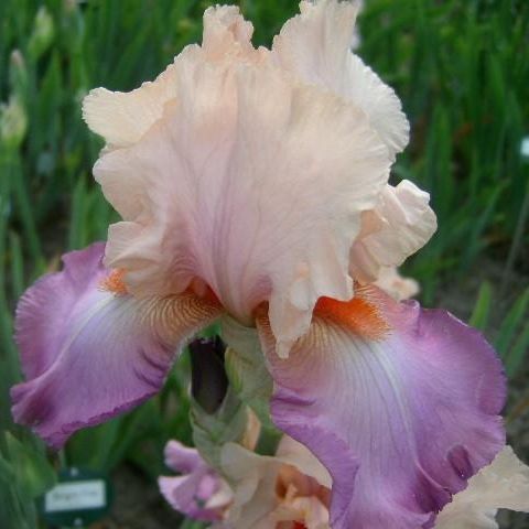 Iris des jardins (Iris germanica) 'Coquetterie' - 1l