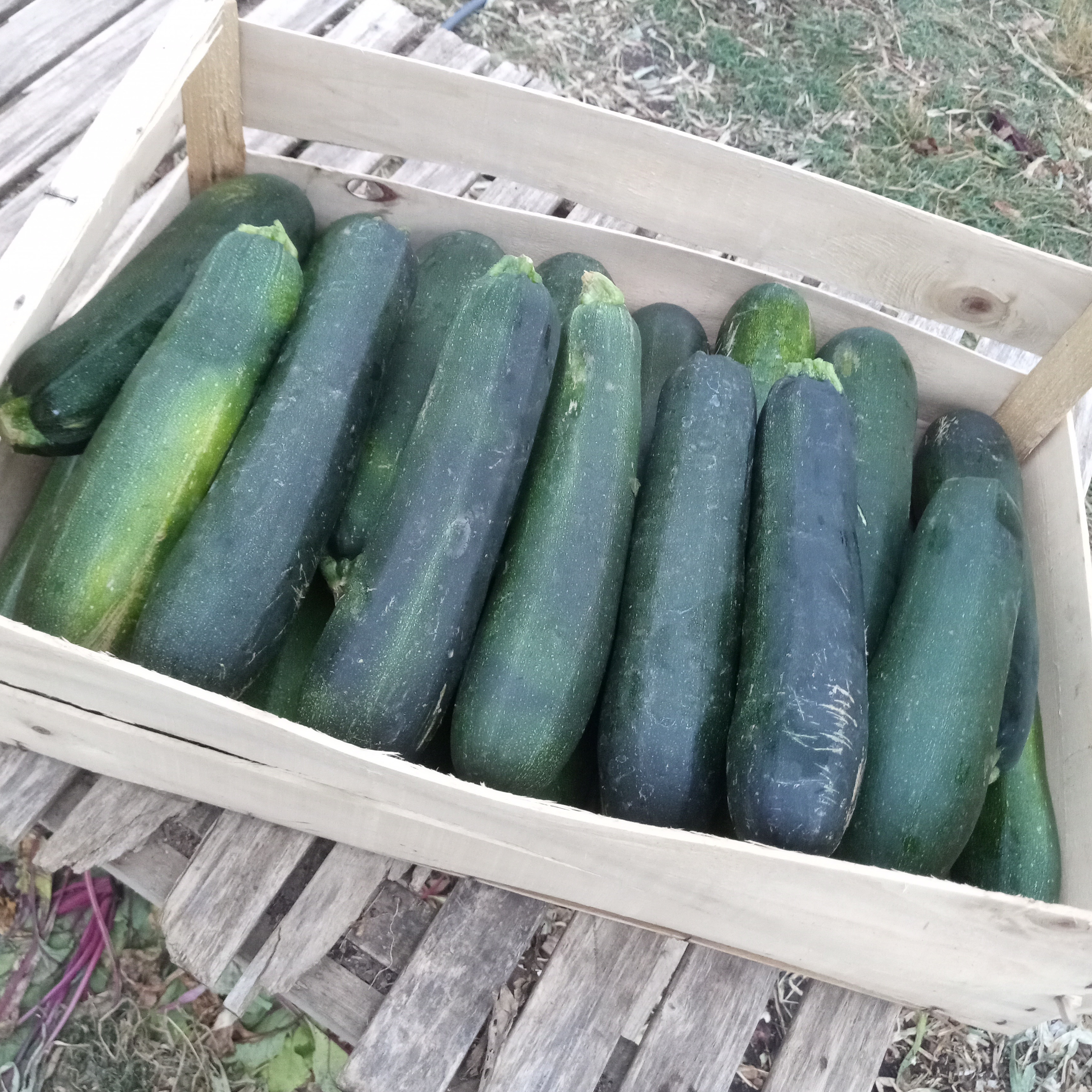BIG Courgette (courgette gros calibre)