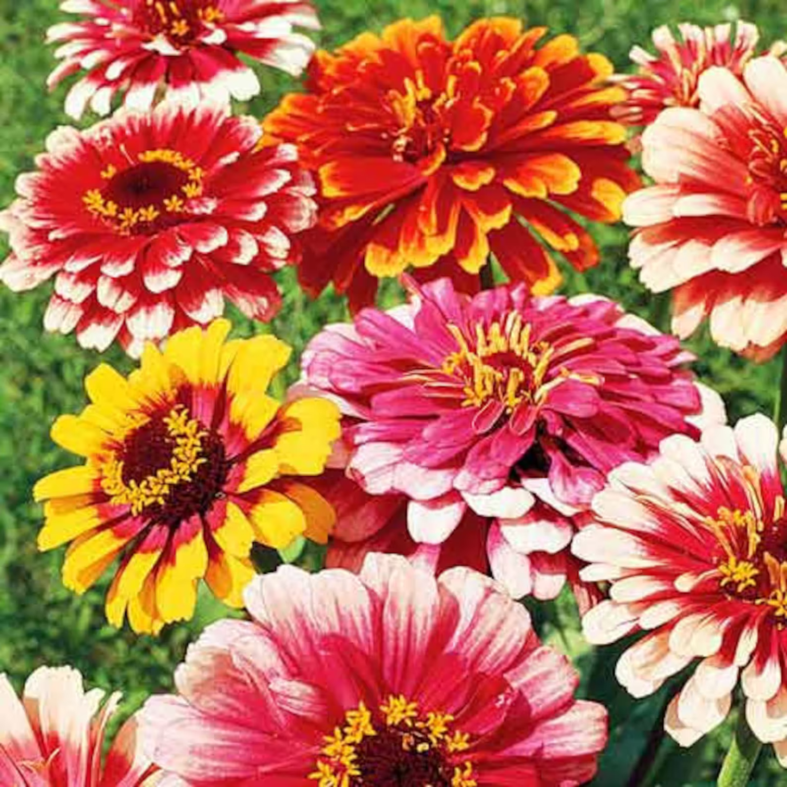 ZINNIA