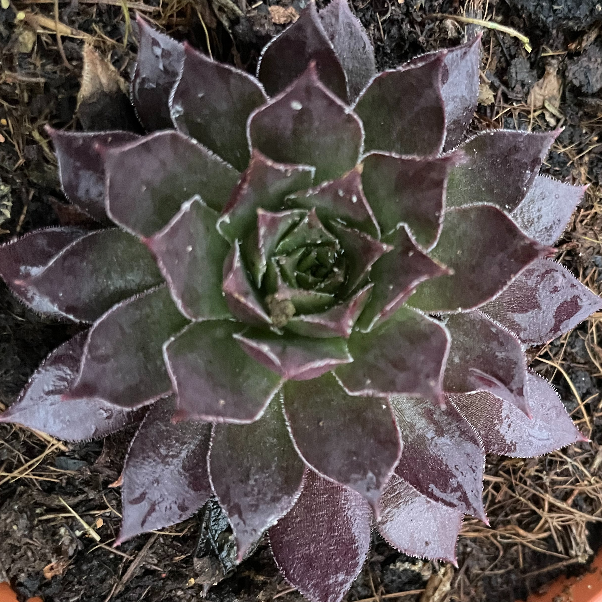 Sempervivum 'Chocolate Kiss'