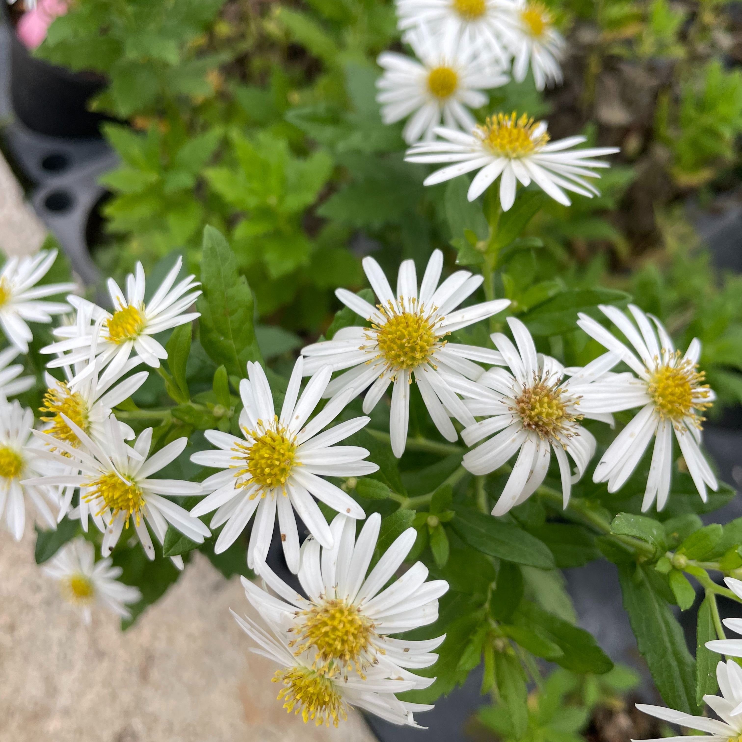 Aster ageratoïdes 'Ashvi'