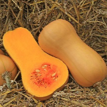 01 BUTTERNUT