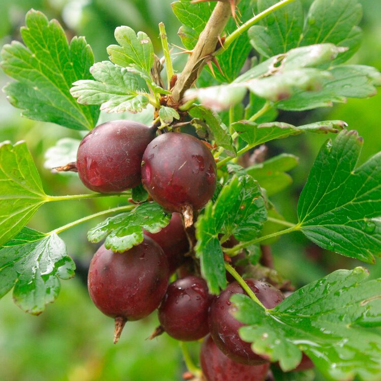 Groseilliers à maquereau - Ribes uva-crispa "Captivator"