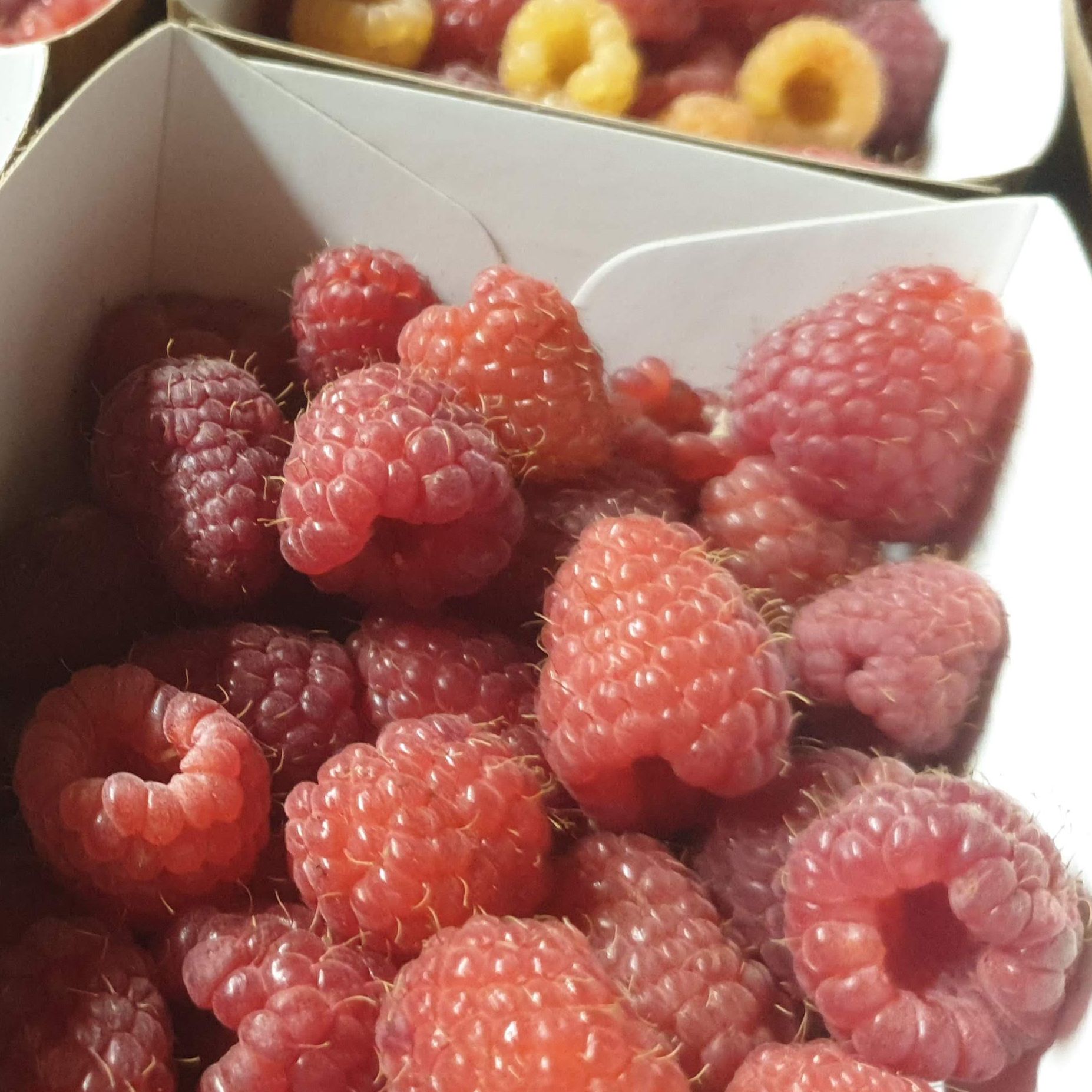 Framboise - 125g