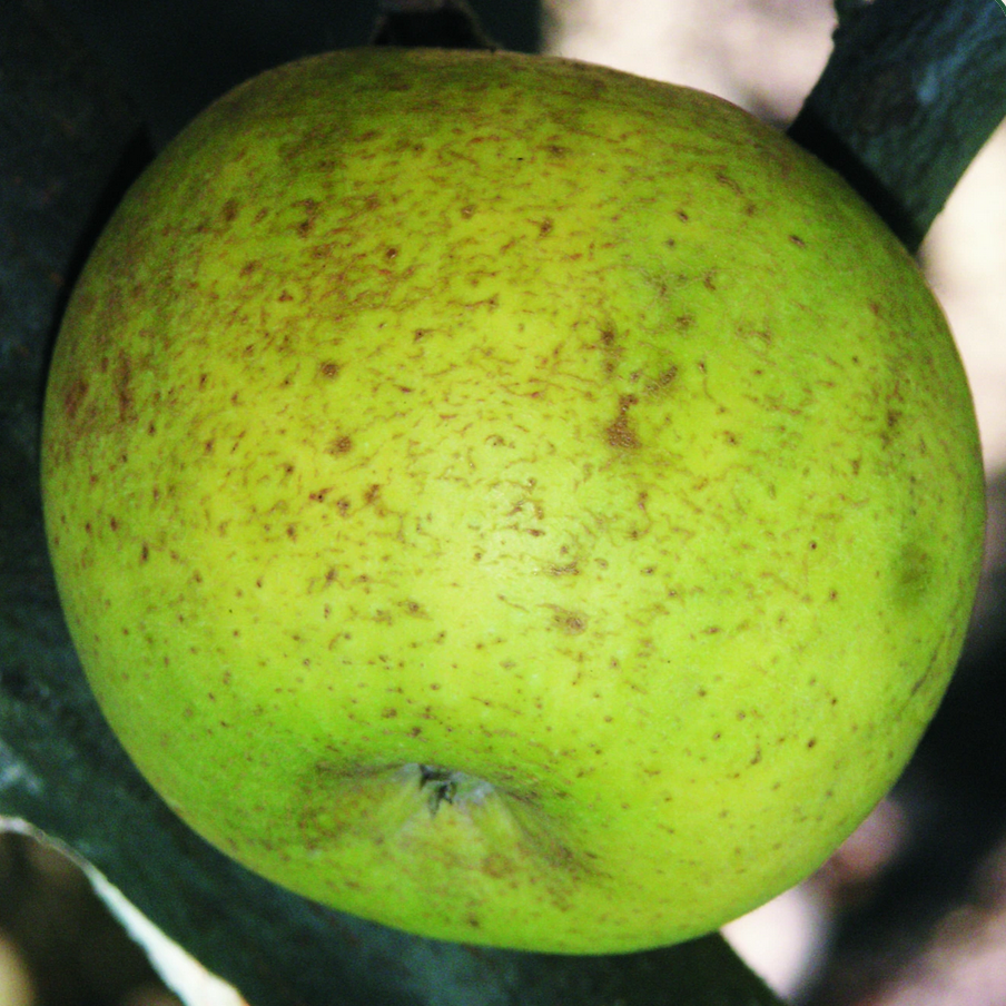 Pommier 'Reinette clochard' / Bittenfelder