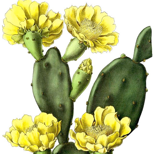 Oponce sans épines - gdt 9