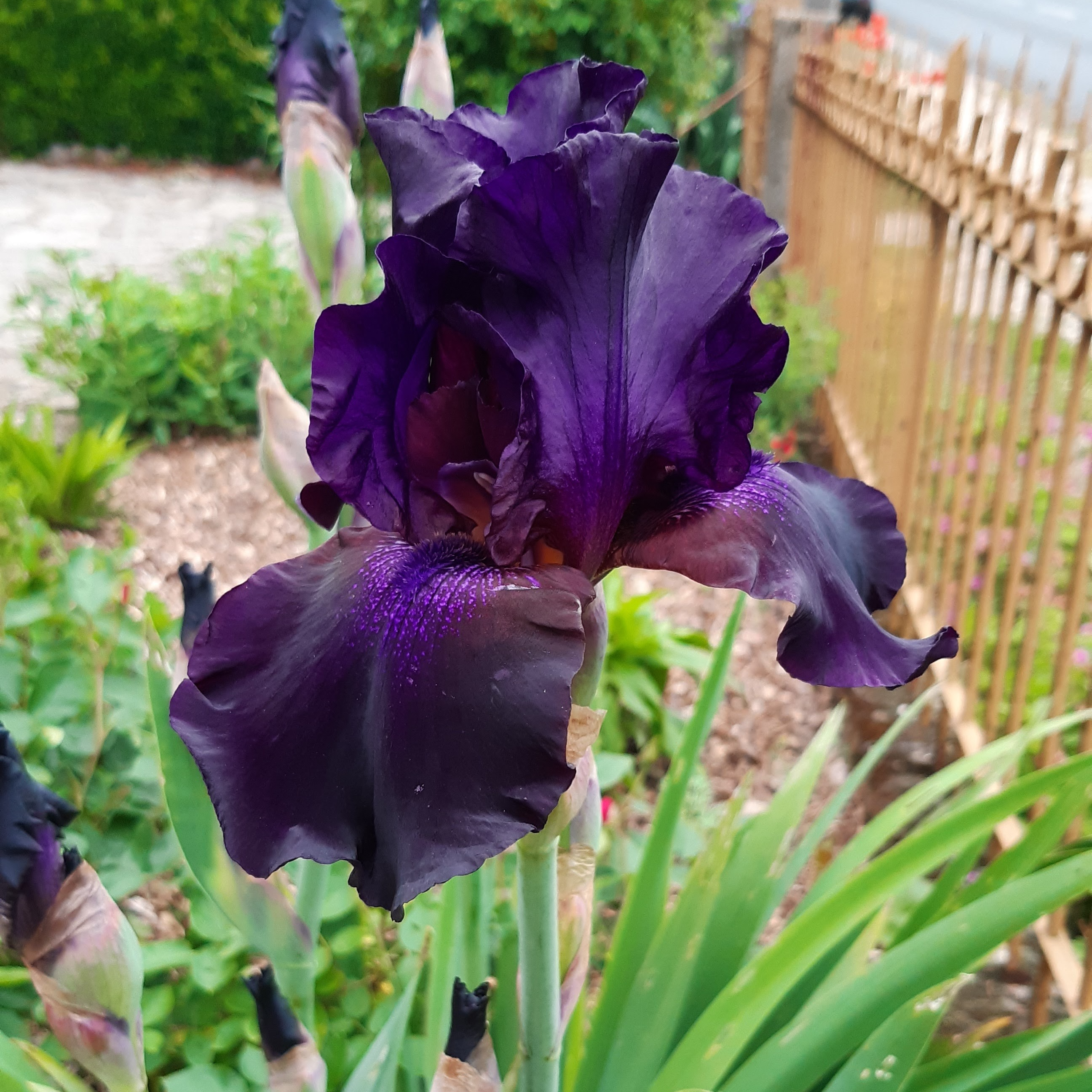 Iris germanica 'Superstition'