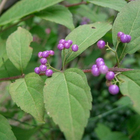 Arbre aux bonbons - pot 4L