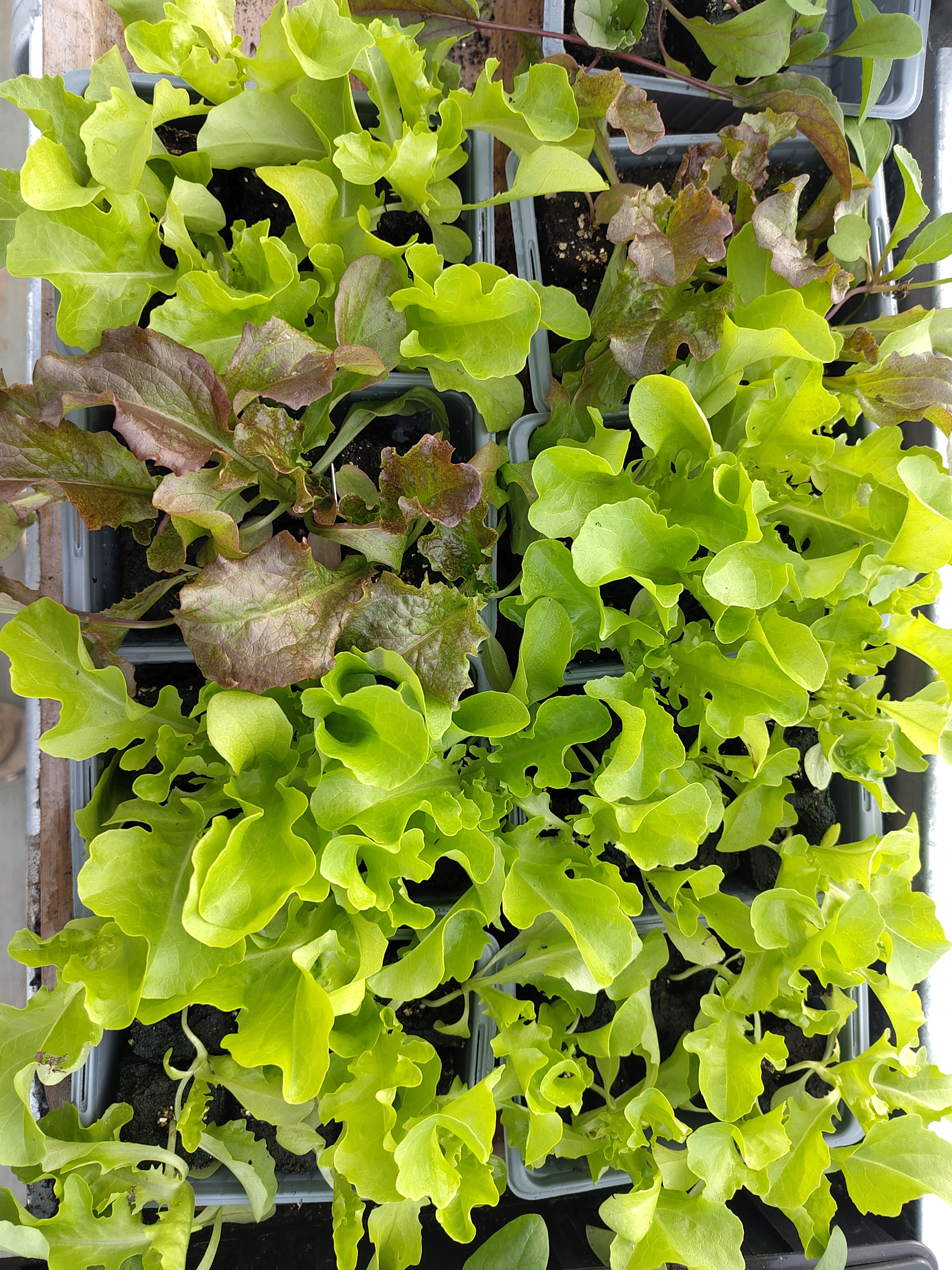 Salades selon disponibilité