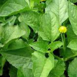 Feuilles de Brède mafane ( par 20)