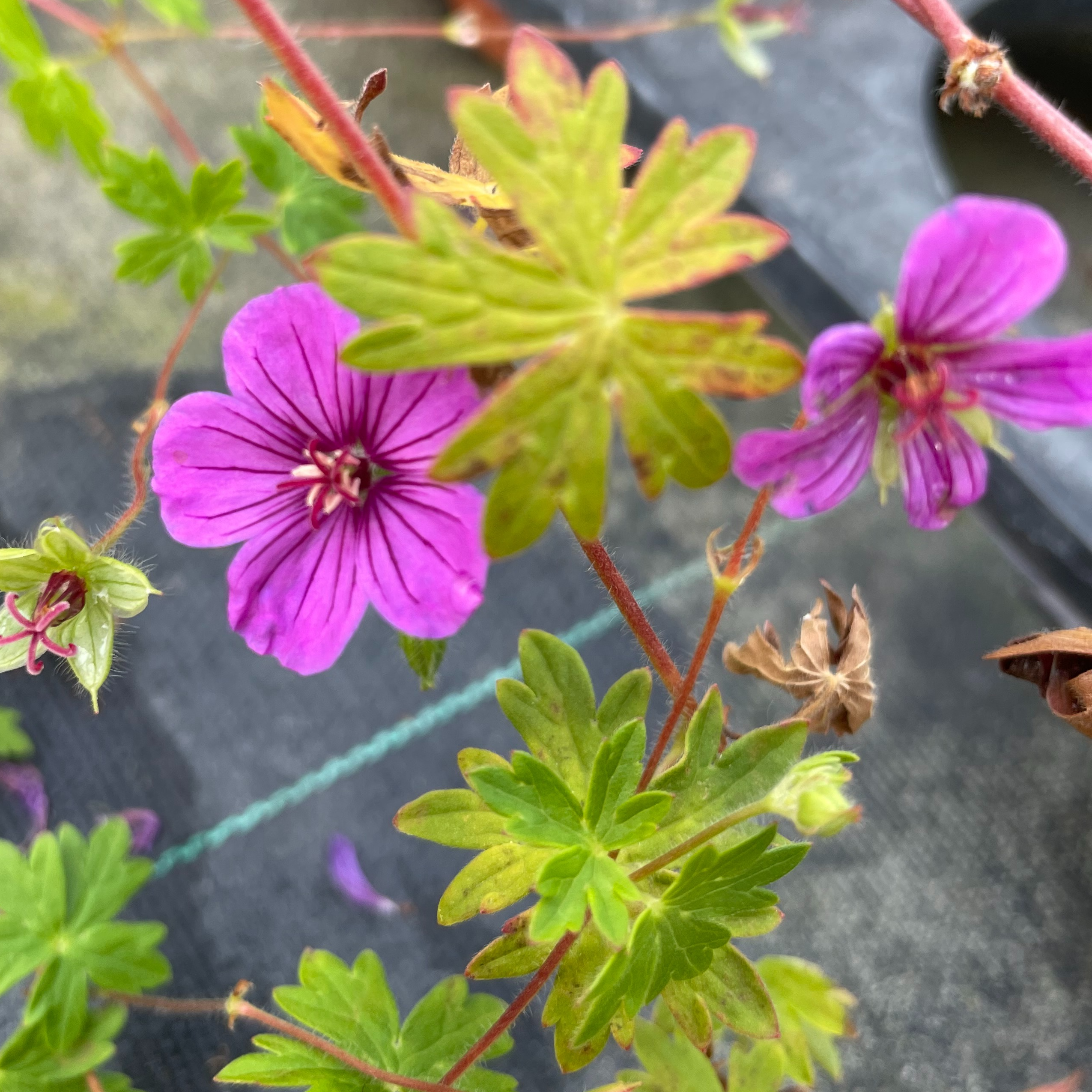 Geranium ‘Dilys’