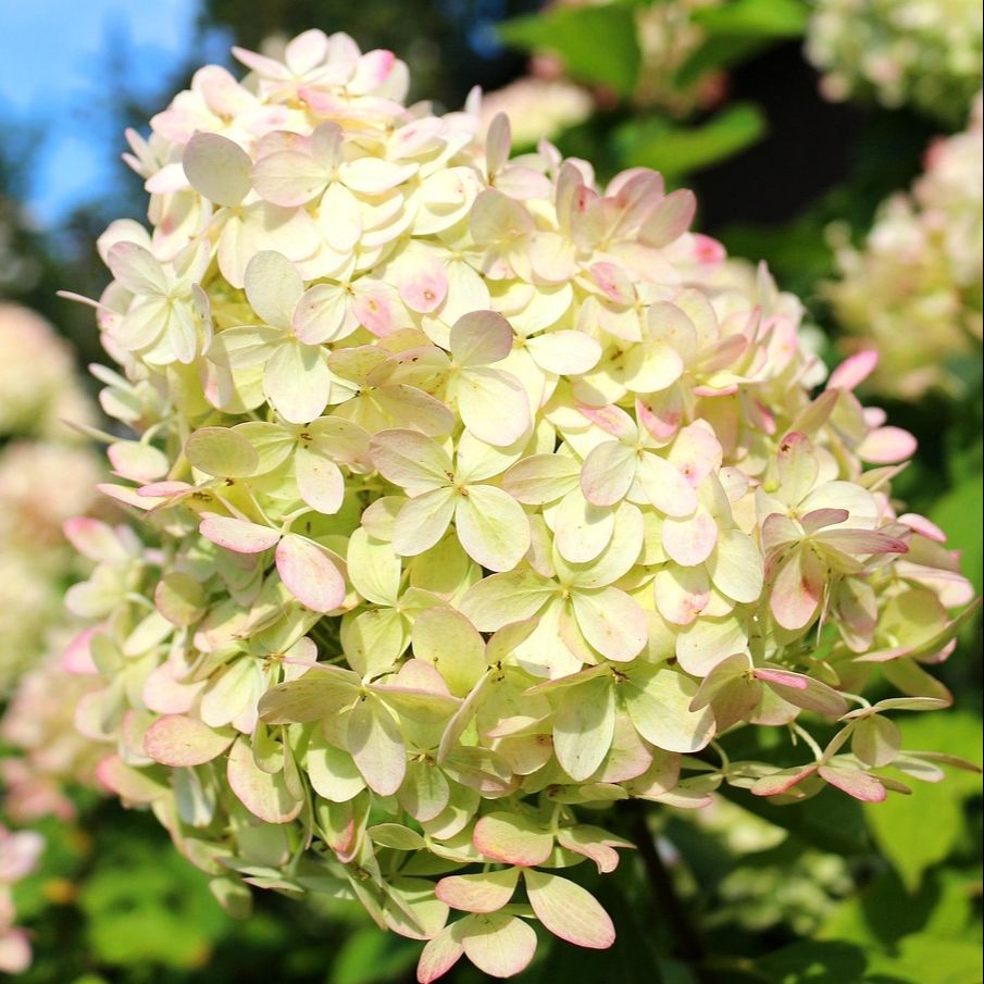 Hortensia paniculé (Hydrangea paniculata) 'Hercule'