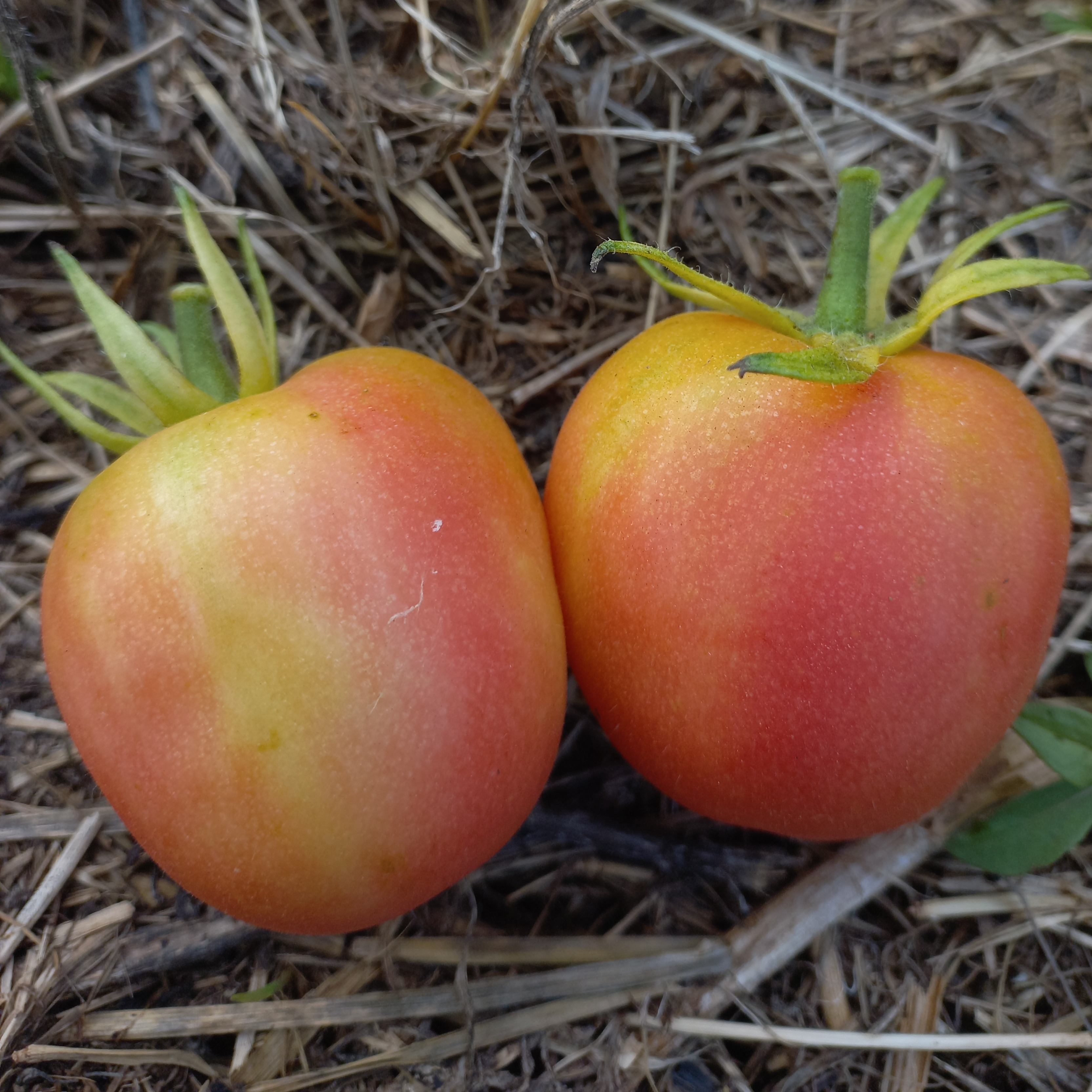 Tomate Pêche - godet 8 cm