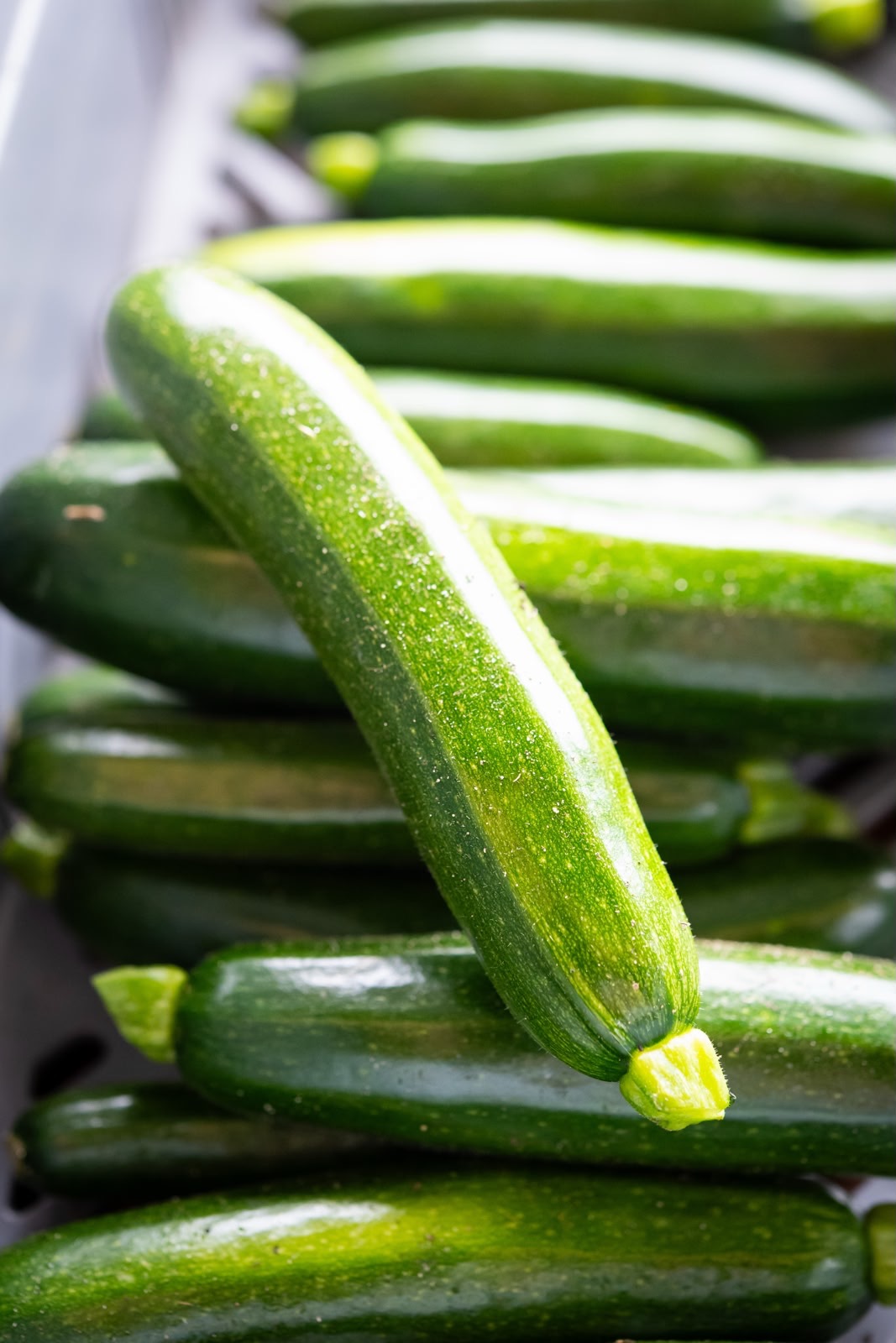 Courgette en mélange de variété Kg