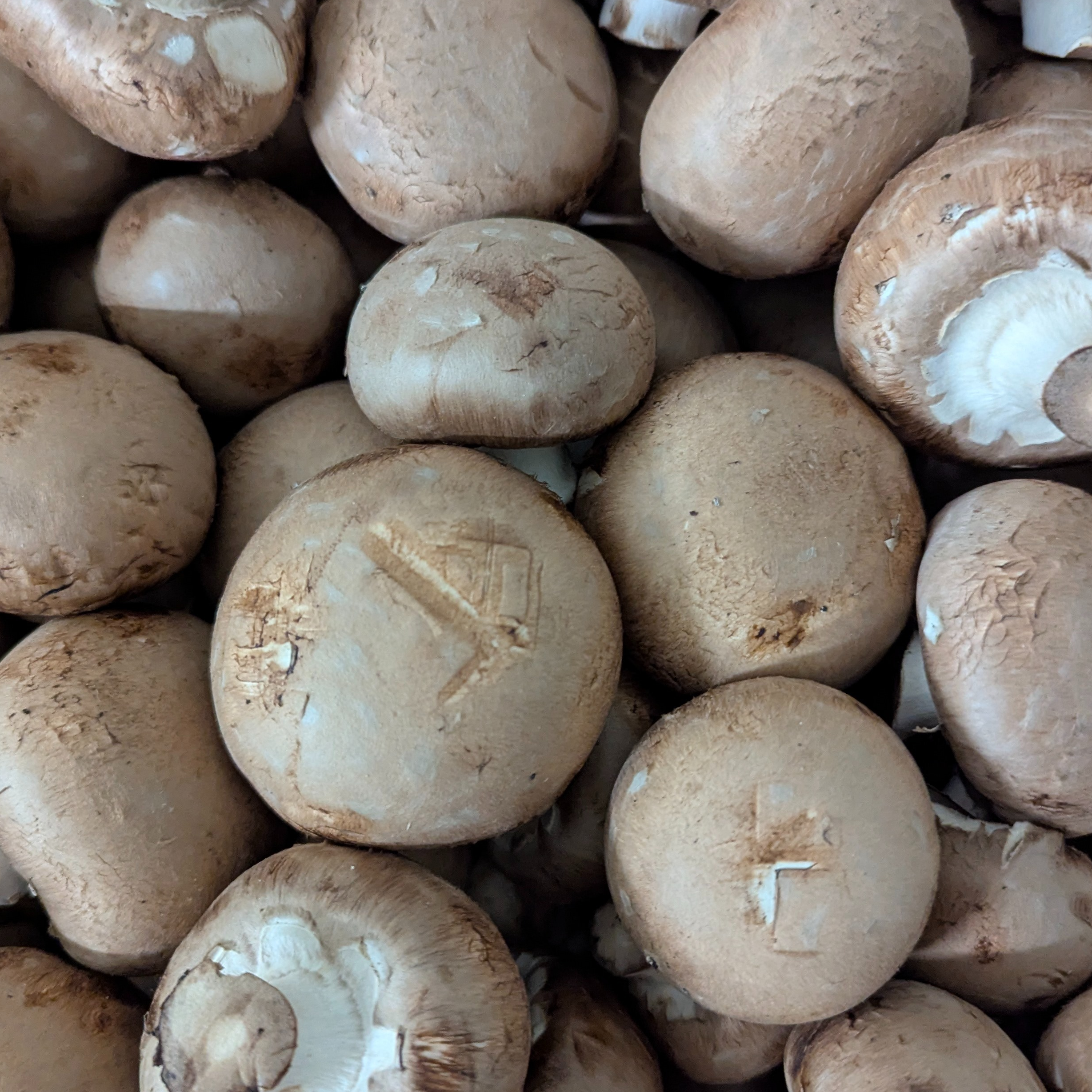 CHAMPIGNON BRUN X 250 gr