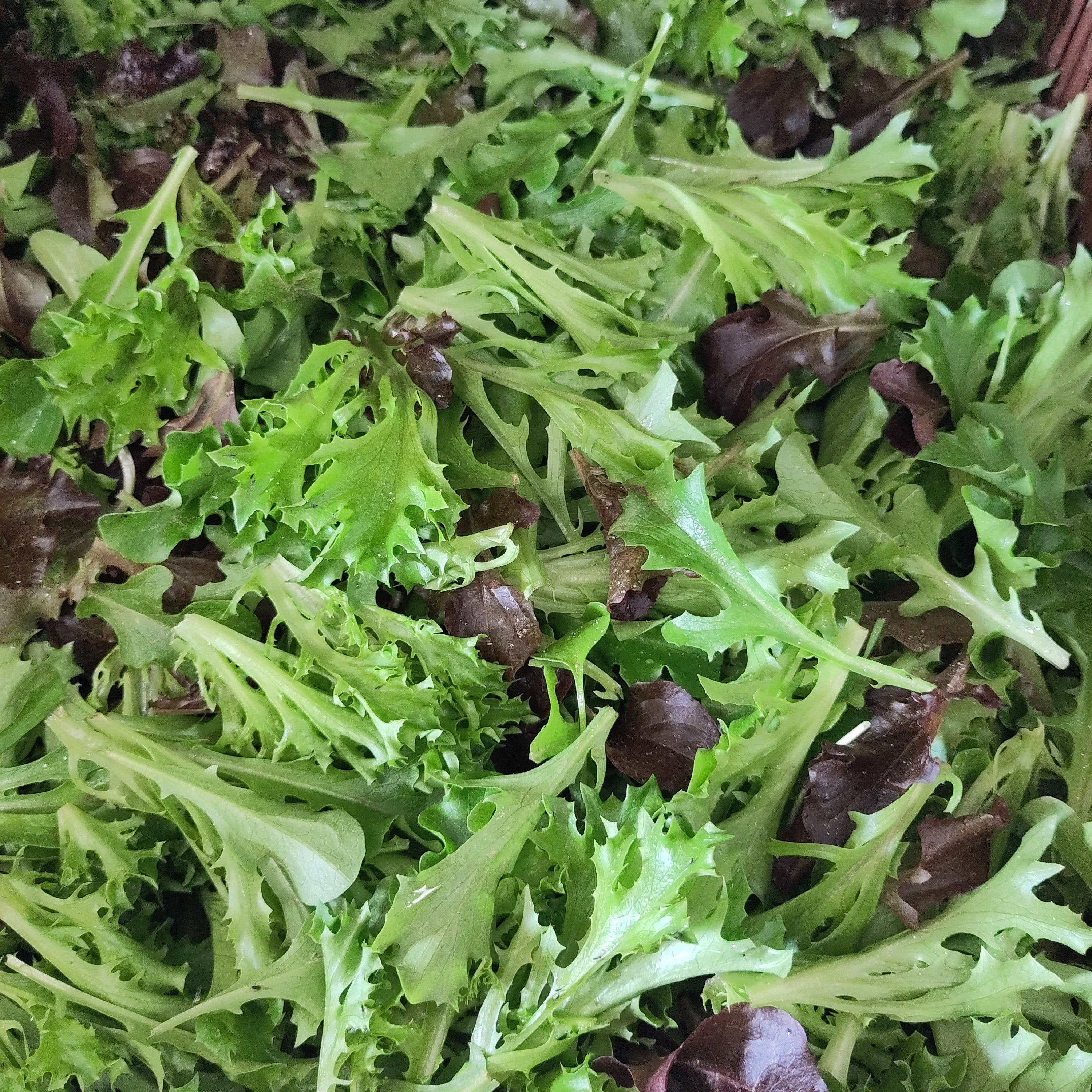 Mesclun BIO