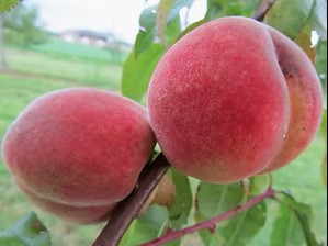Pêcher - Prunus persica "Fertile de Septembre"