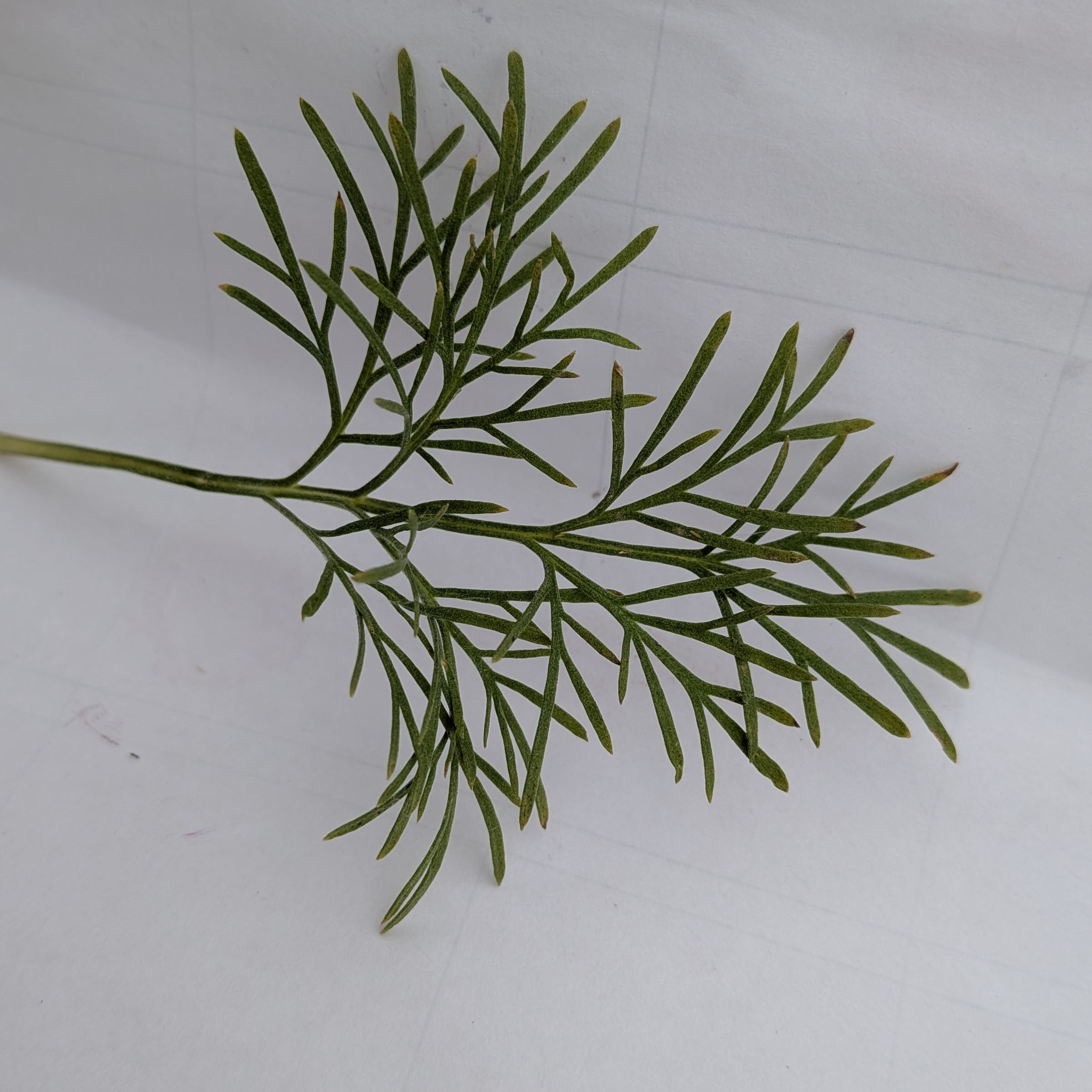 Plante cola déco - 5g