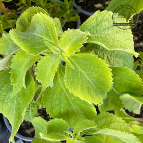 BASILIC SAUVAGE SUAVE Bio