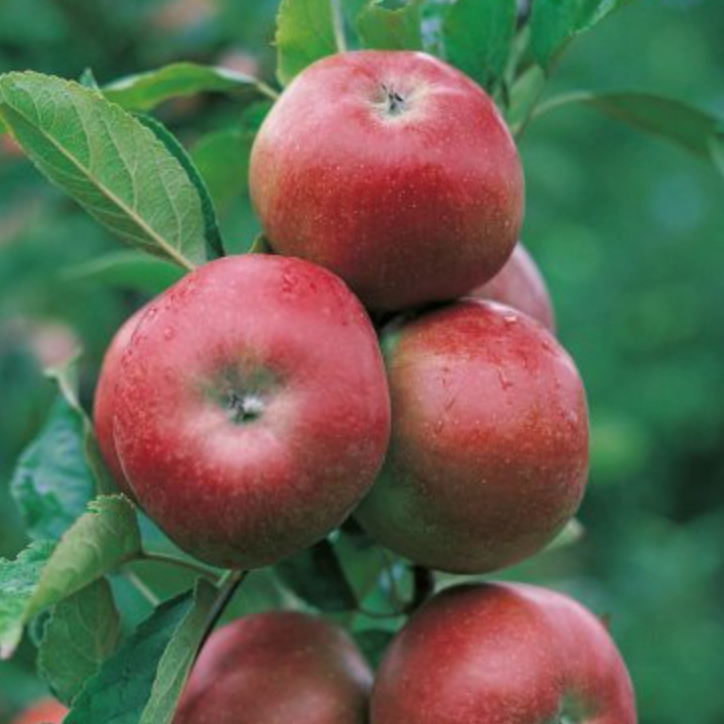 Pommier 'Colonnaire 'Avakian' / Bittenfelder Racines nues/Inf 1m