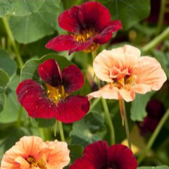 Capucine naine 'Raspberry Fool' - godet 8 cm