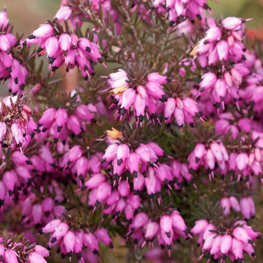 Bruyère d'hiver - Erica darleyensis - Rouge