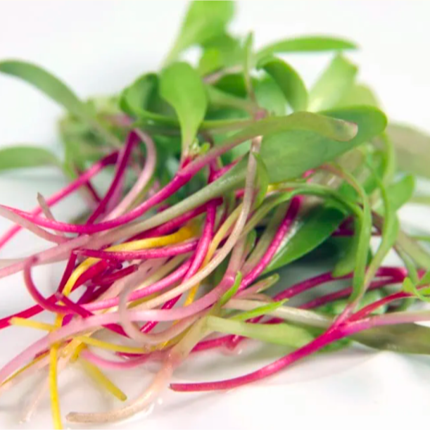 Blette tricolores baby - 5g