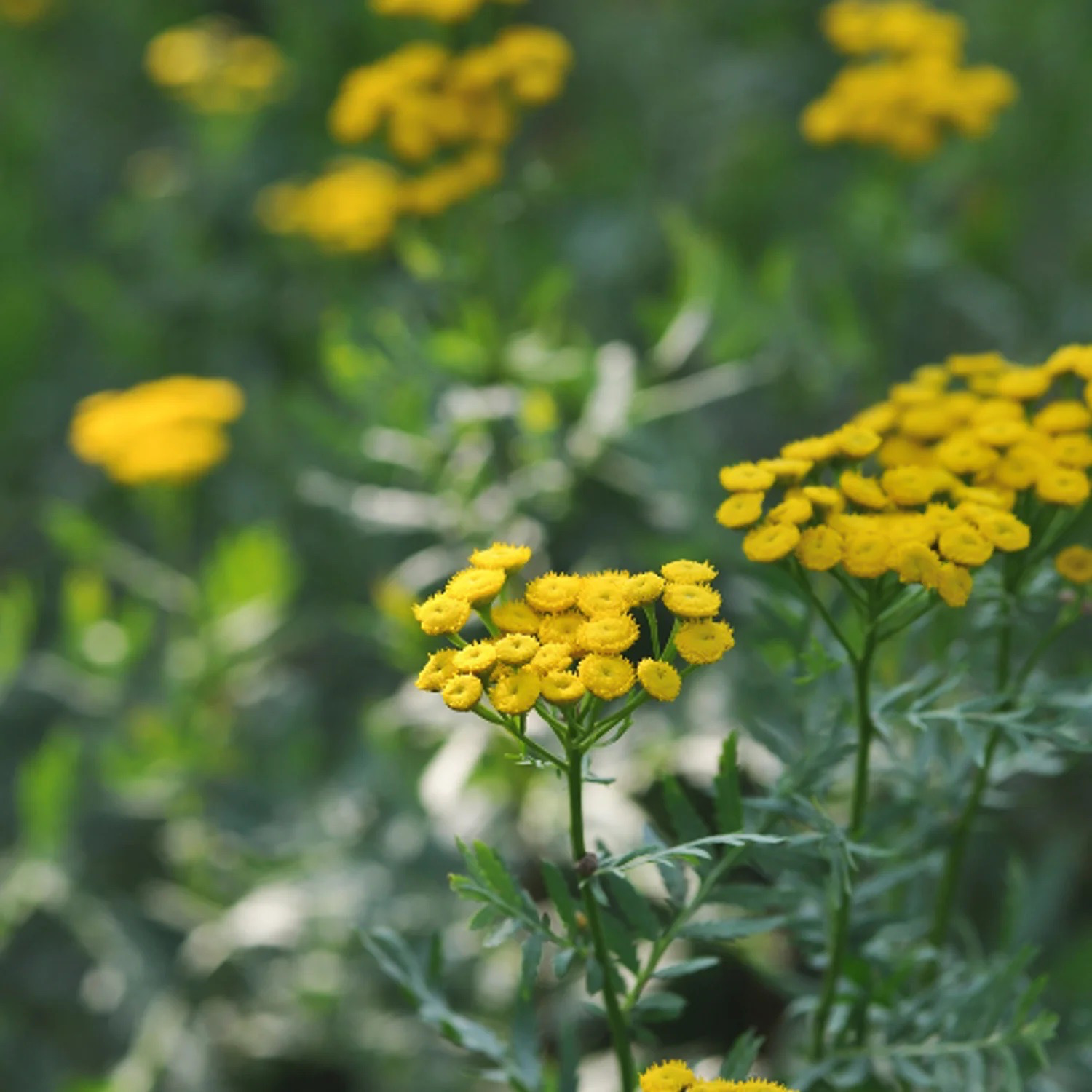 TANAISIE COMMUNE Bio