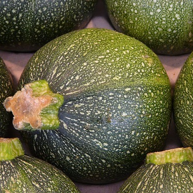 Courgette ronde - godet 8 cm