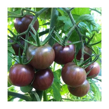 Plant de tomates cerise noire