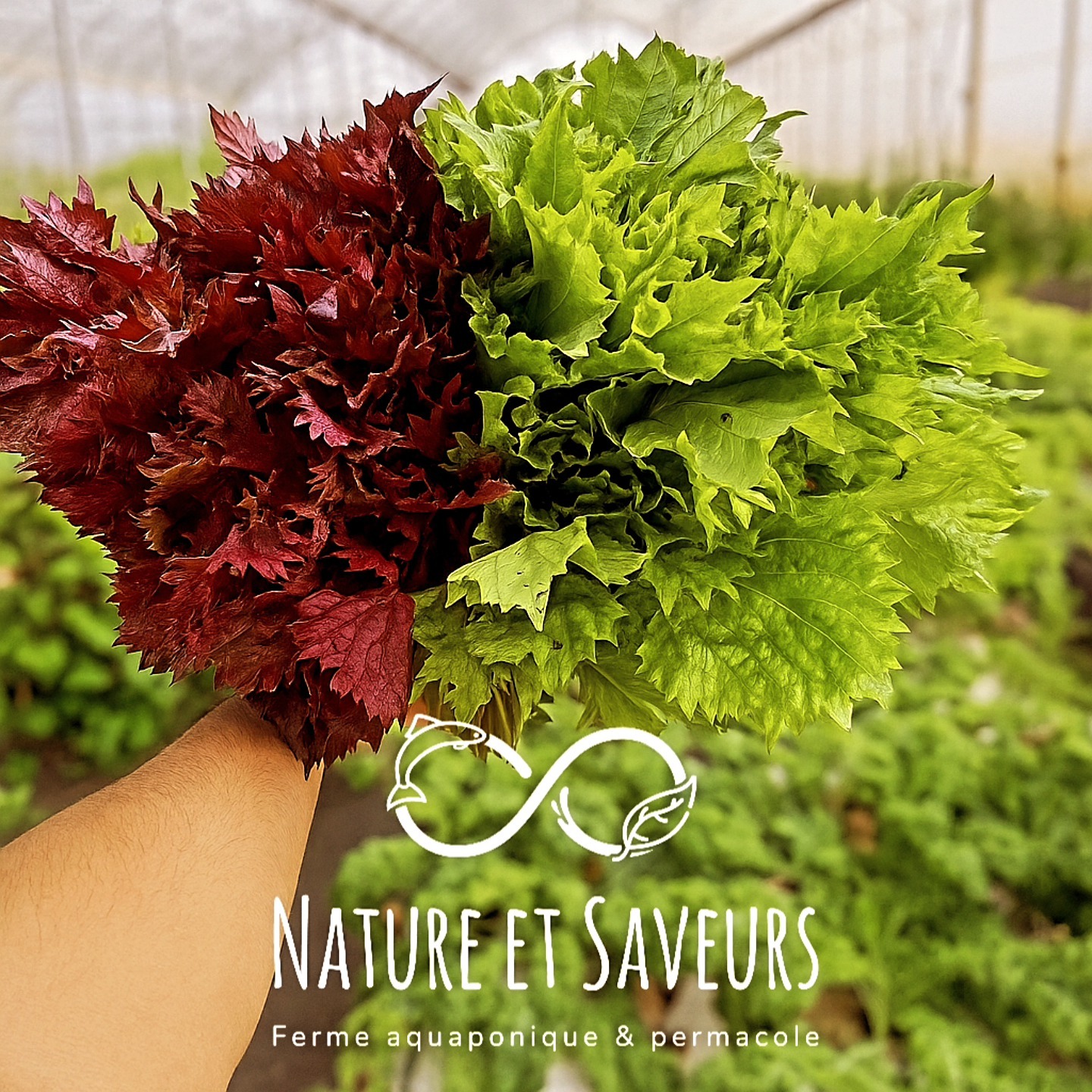 Shiso vert & shiso pourpre – Feuilles fraîches - 50g