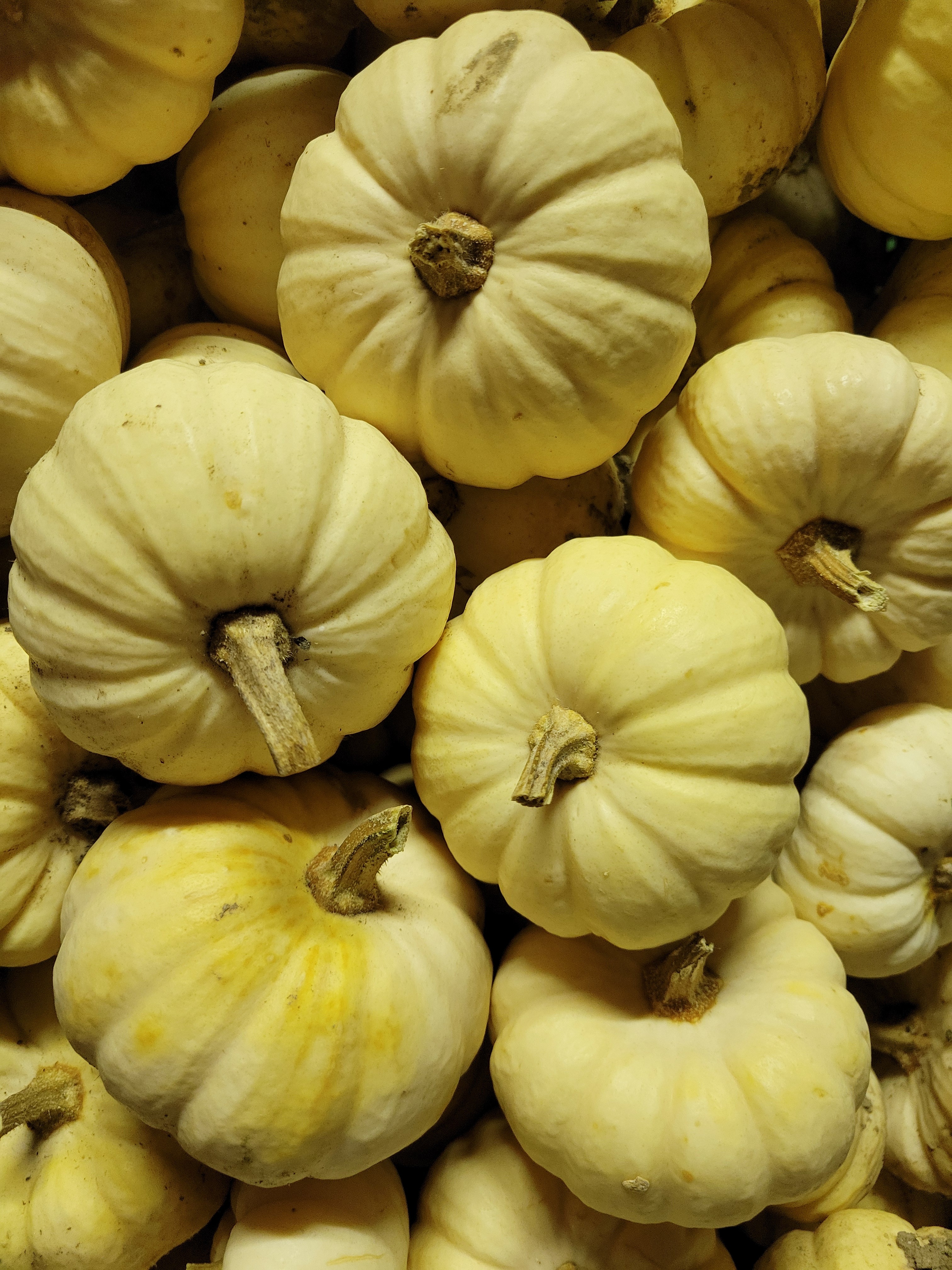 Courge Baby Boo
