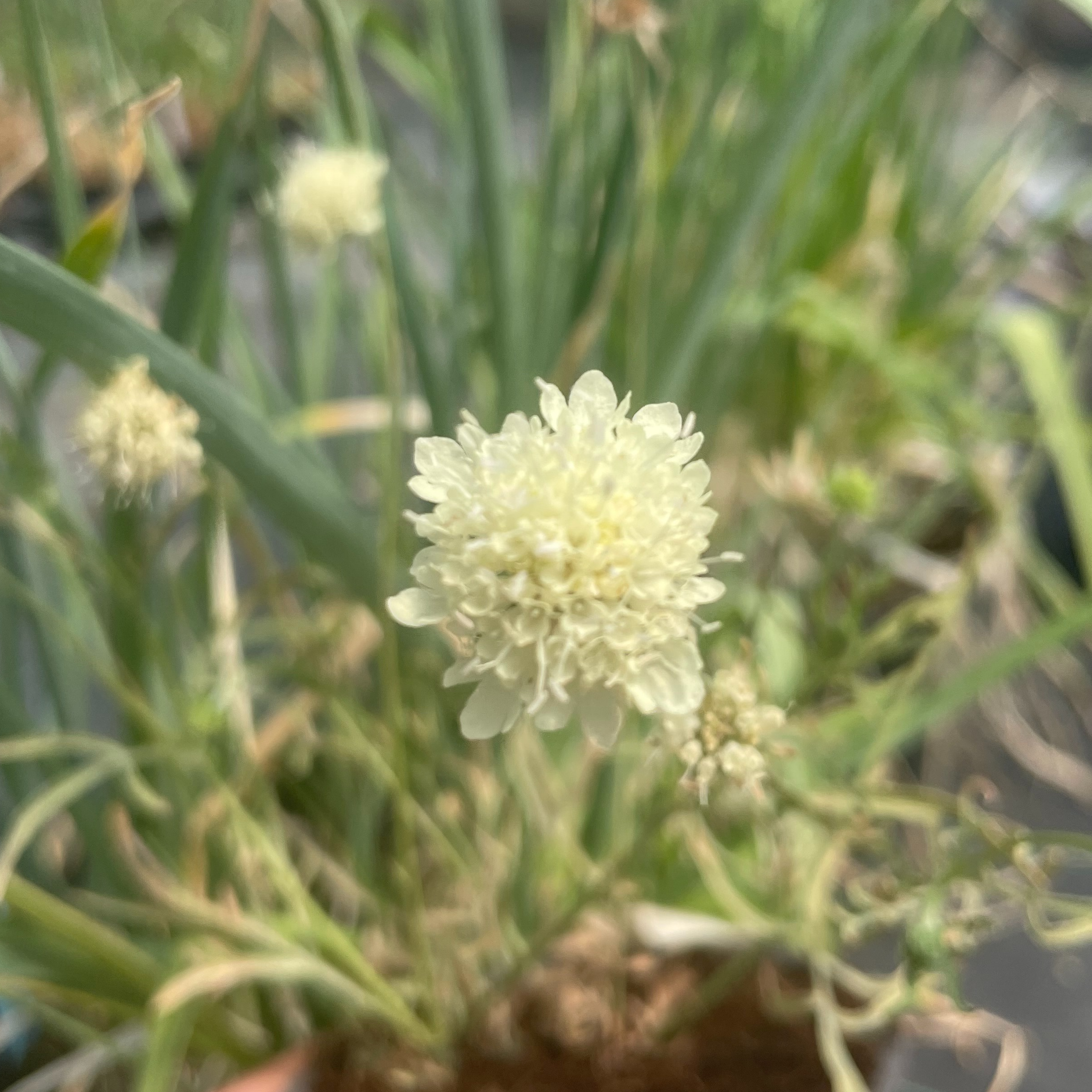 Scabiosa ‘Moon Dance’