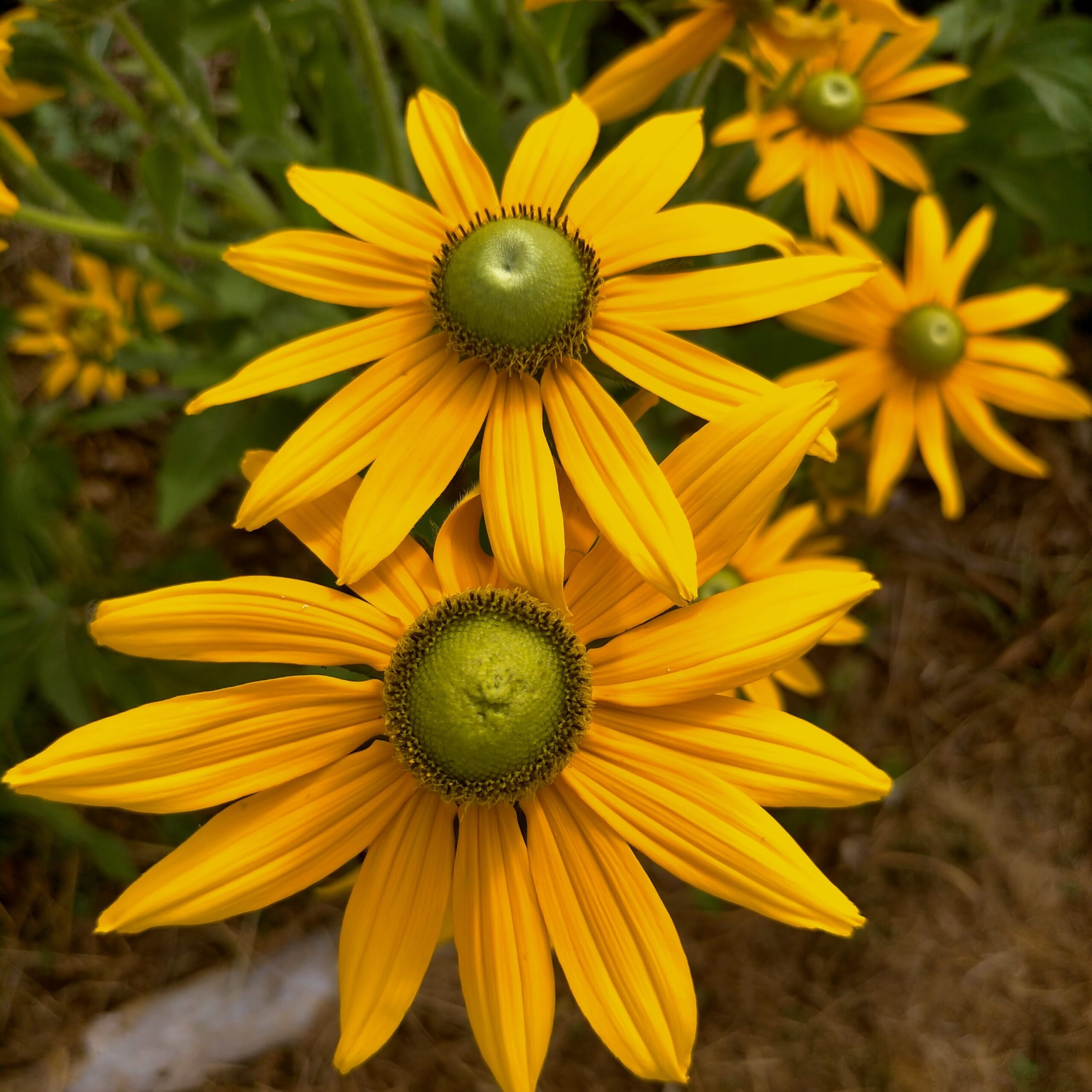 Rudbeckia à œil vert en godet 8 cm