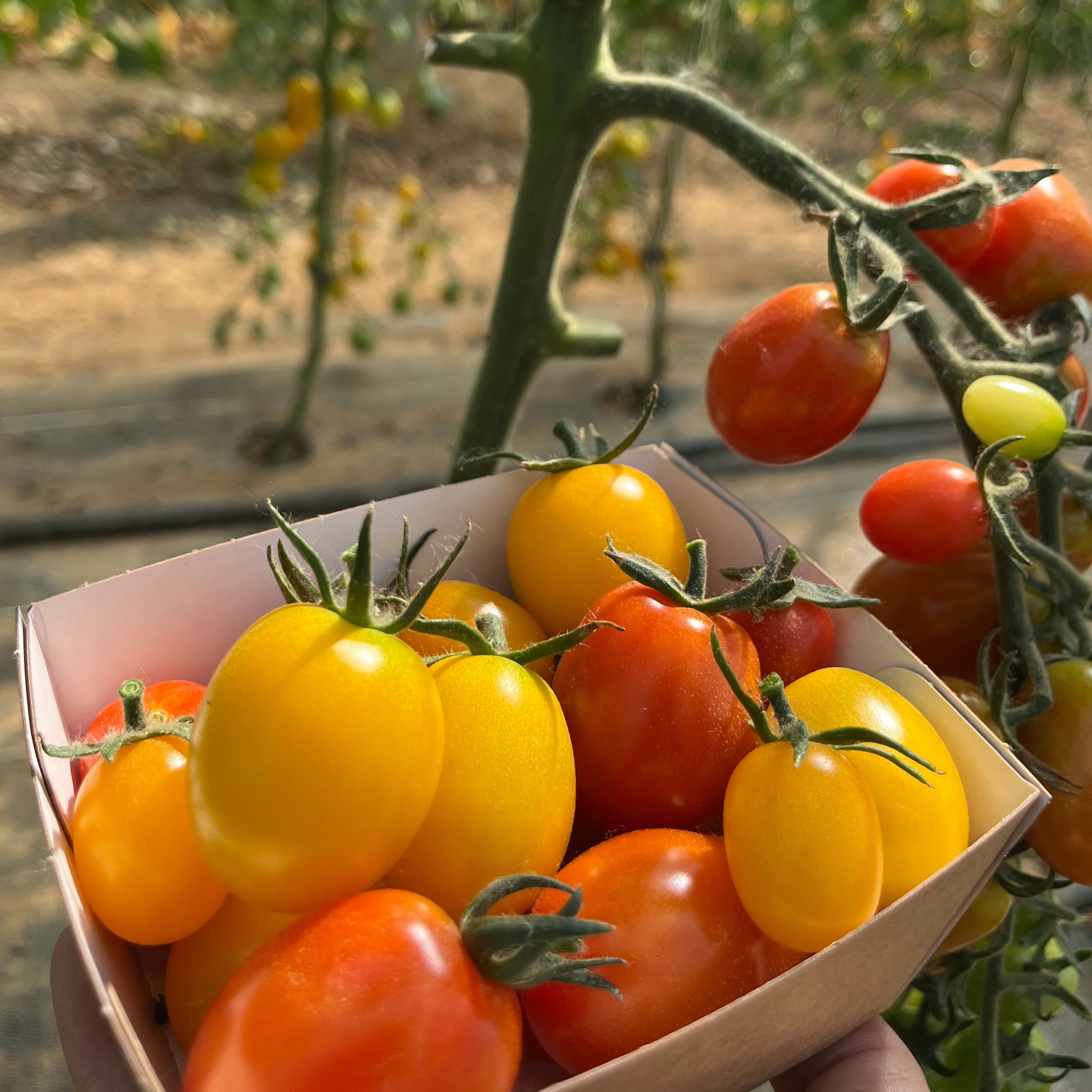 Tomates cerises (barquette 250g)