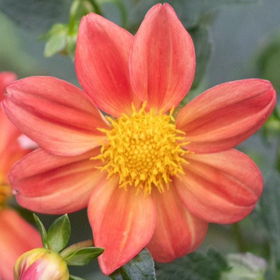Dahlia 'Mystery Mix' - godet 8 cm