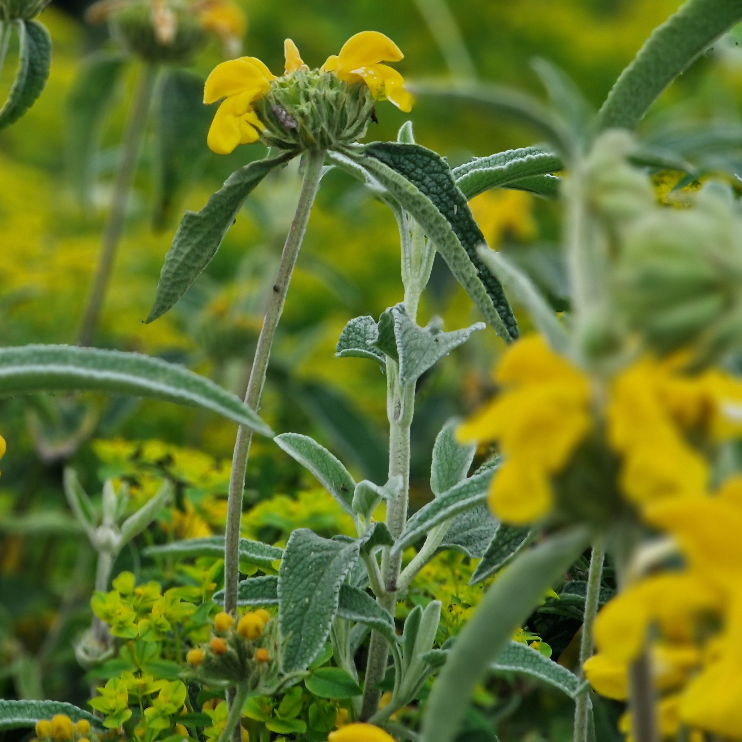 Phlomis 'Edward Bowles'