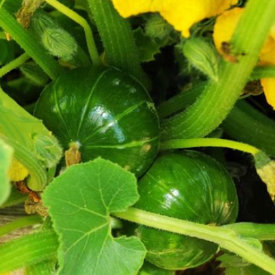 COURGETTE Zappalito Bio